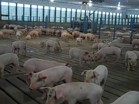pig production and management